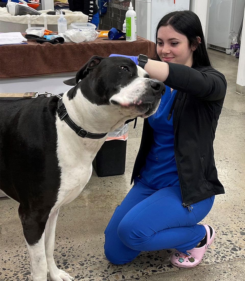 veterinarian checking dogs ears