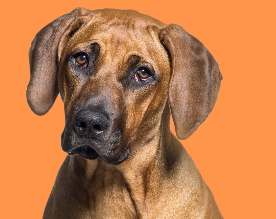 brown dog with an orange background