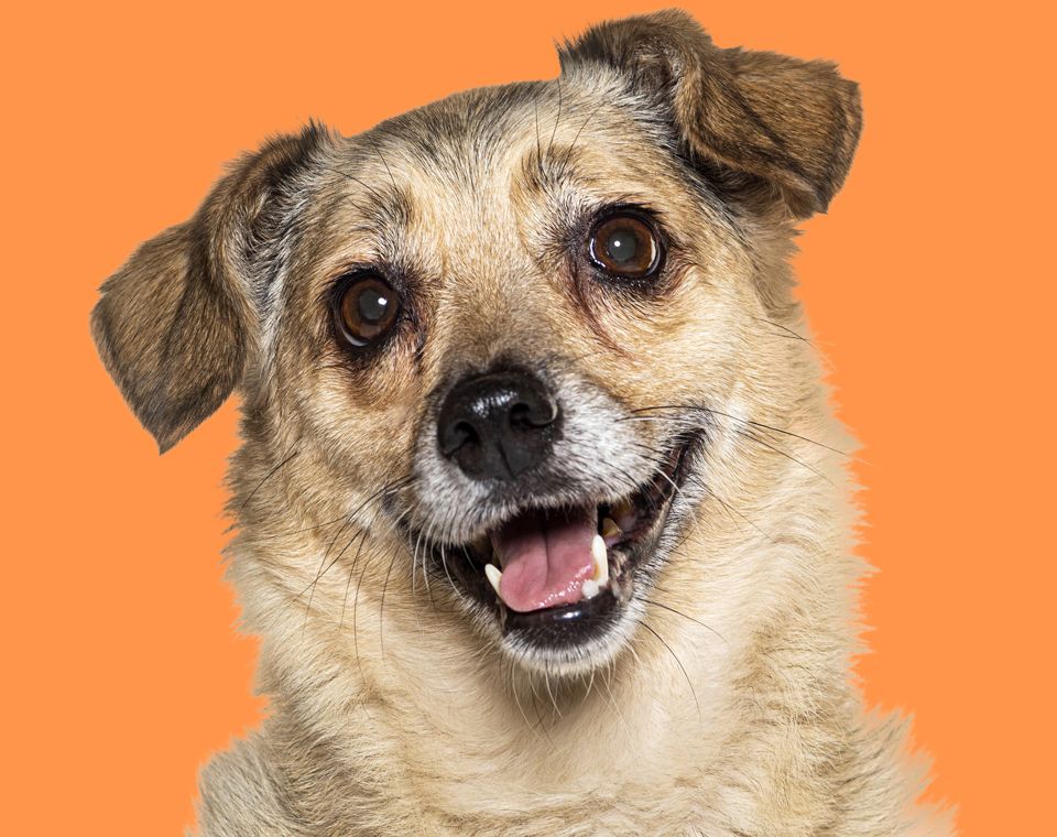 smiling old crossbread dog