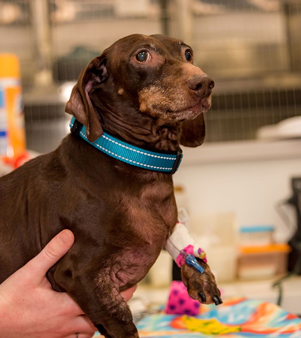 dog with a catether on its paw