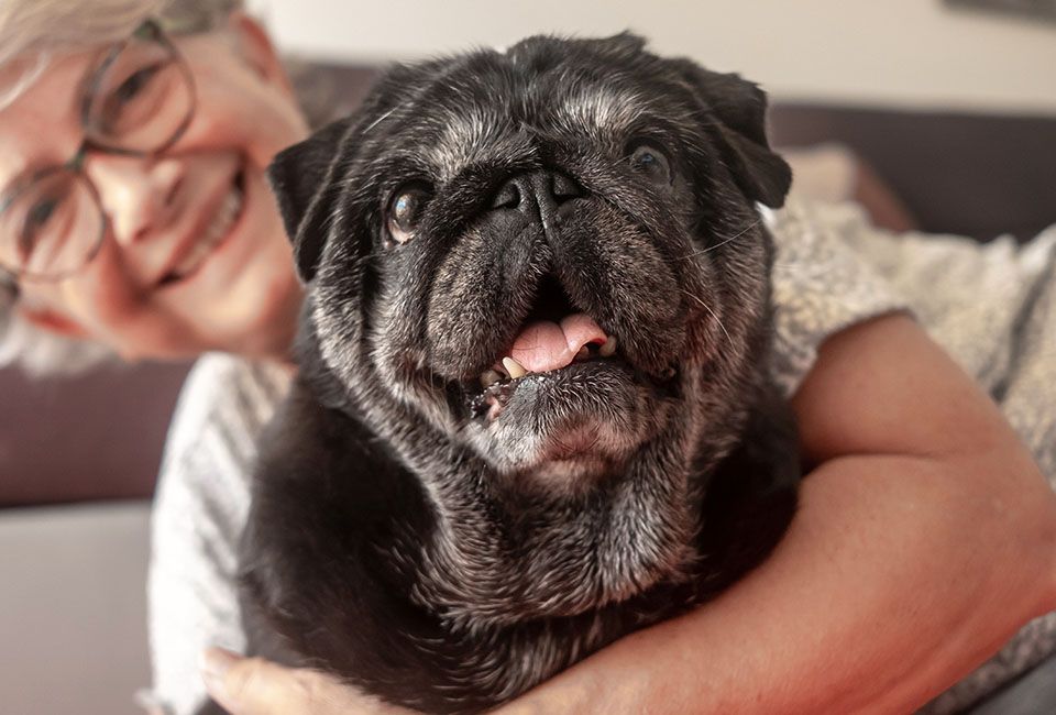 old pug dog sitting with his senior owner
