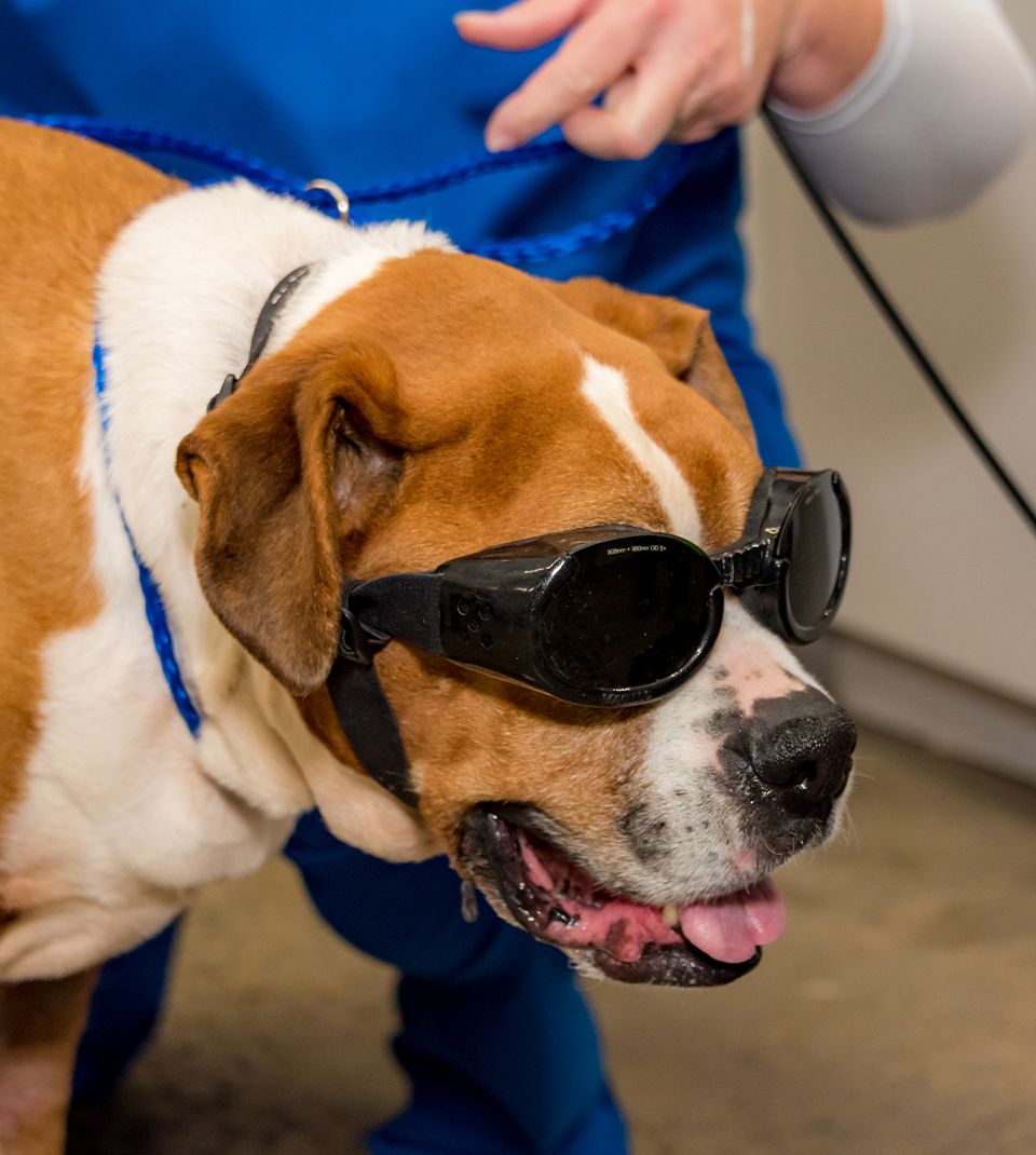 boxer dog being prepared for laser therapy