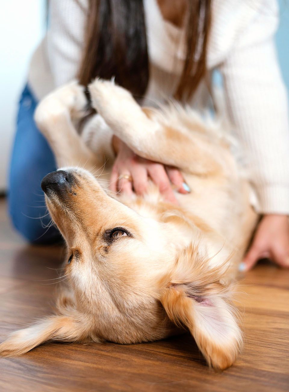 dog ready for his massage