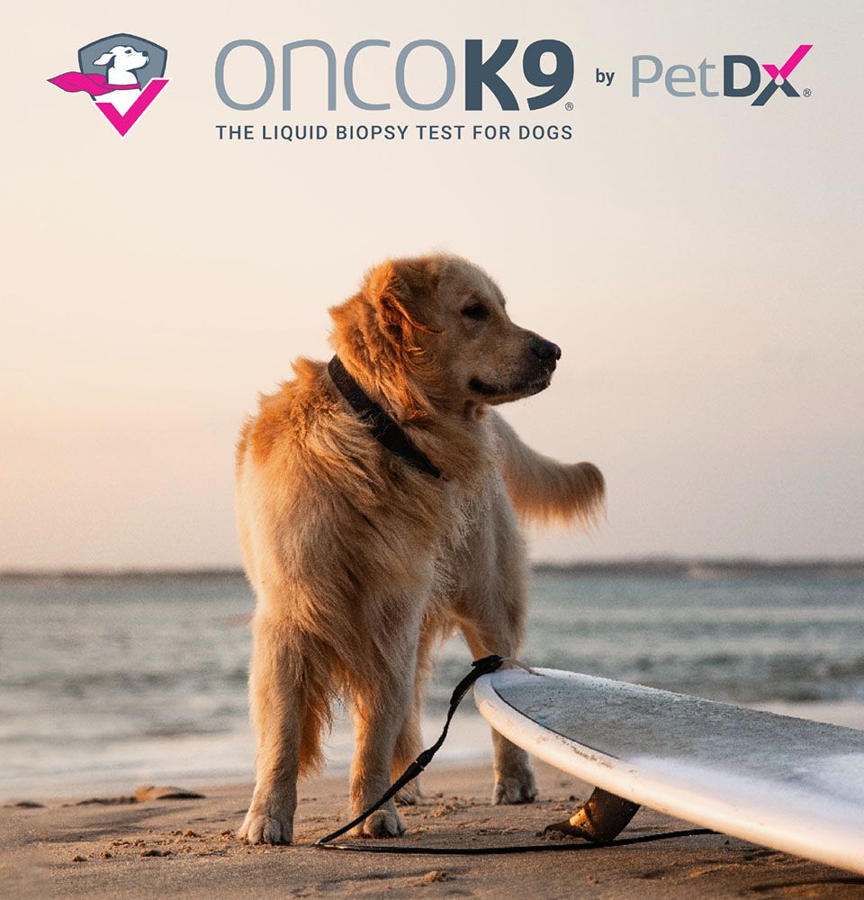 onkok9 cancer treatment for dog