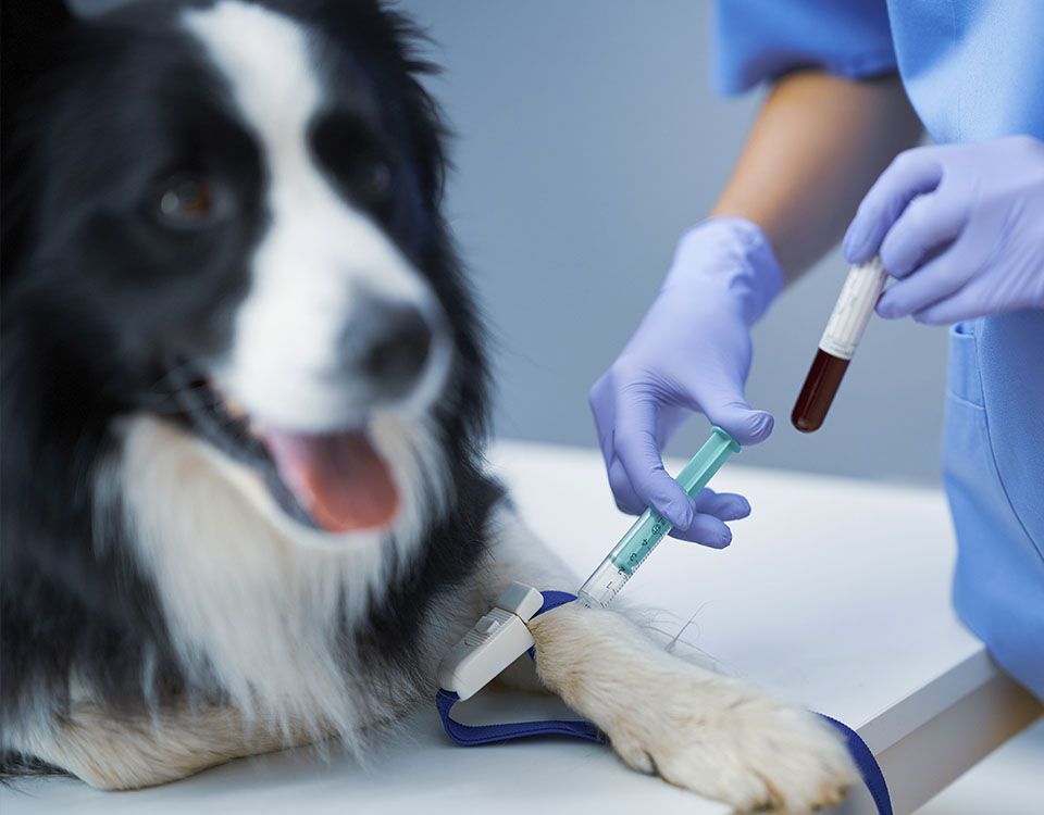 veterinarian taking blood sample from dog