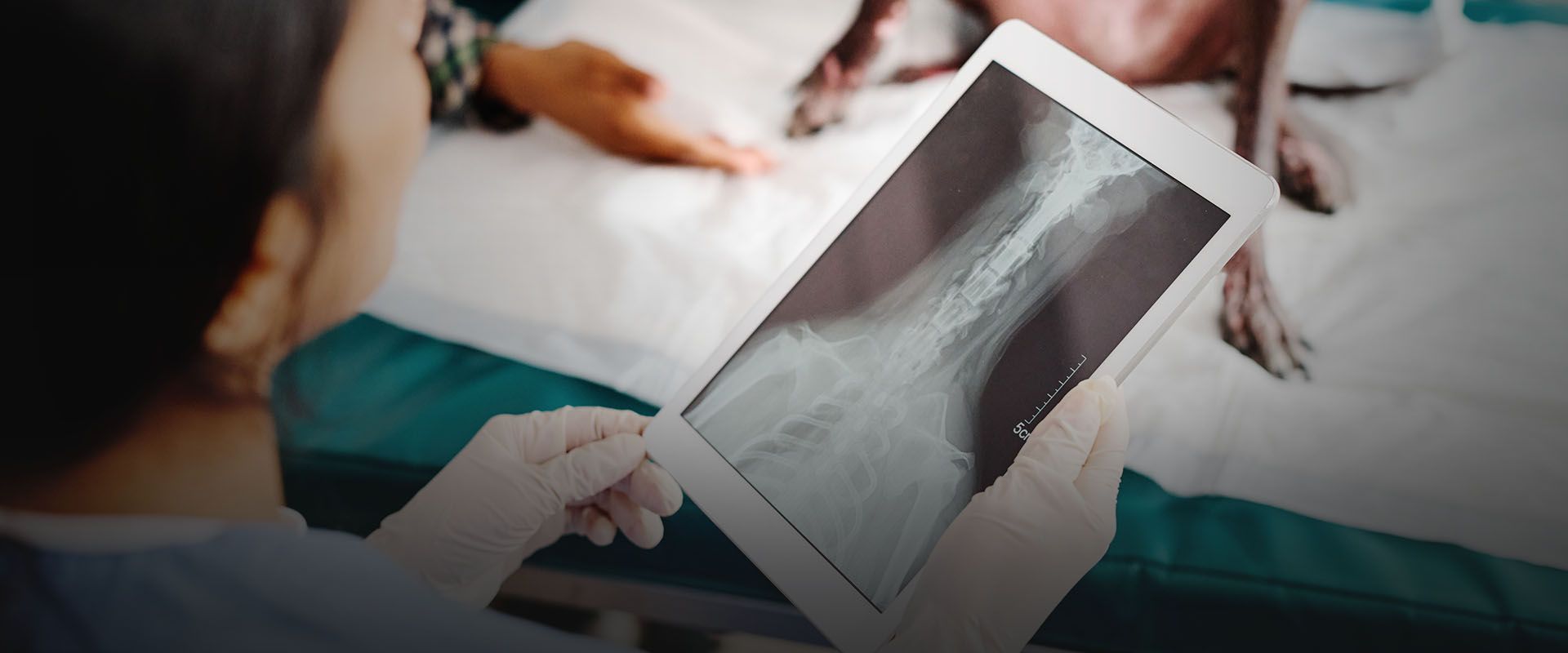 vet using digital tablet with dog x-rays