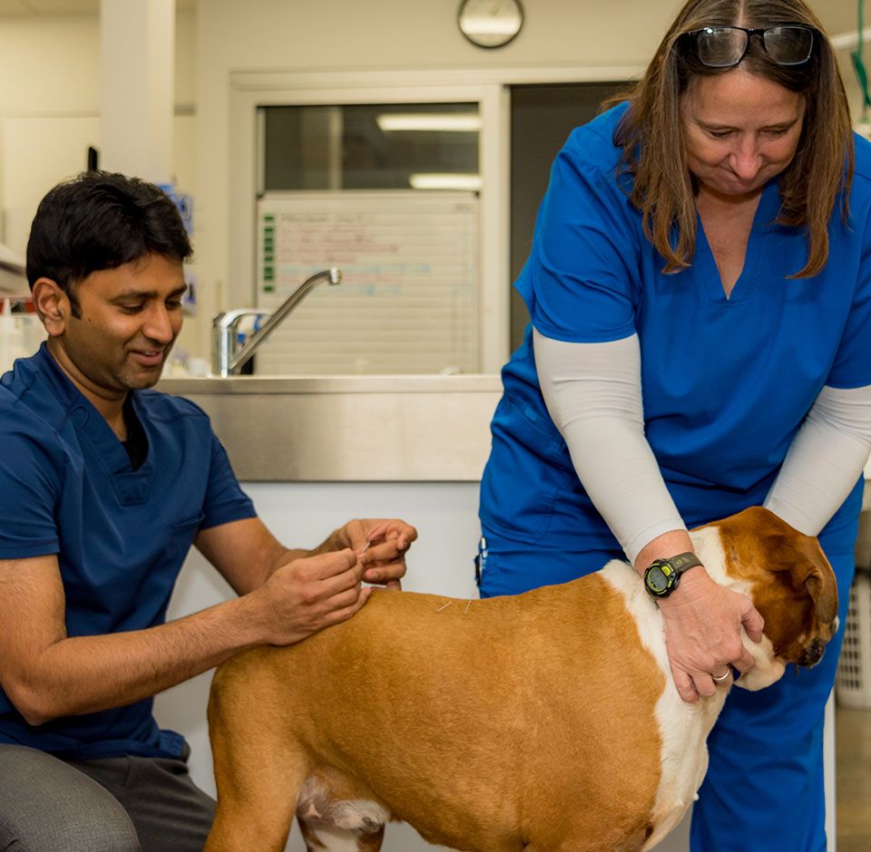 dr murali doing acupuncture treatment to a dog