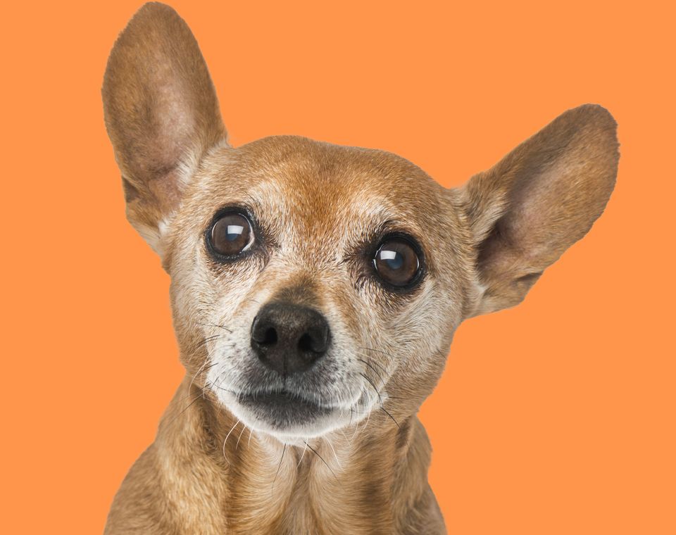 old dog with big ears