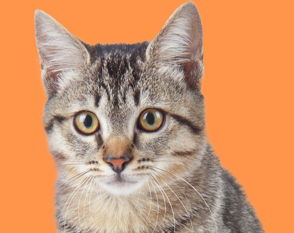 striped little kitten with orange eyes