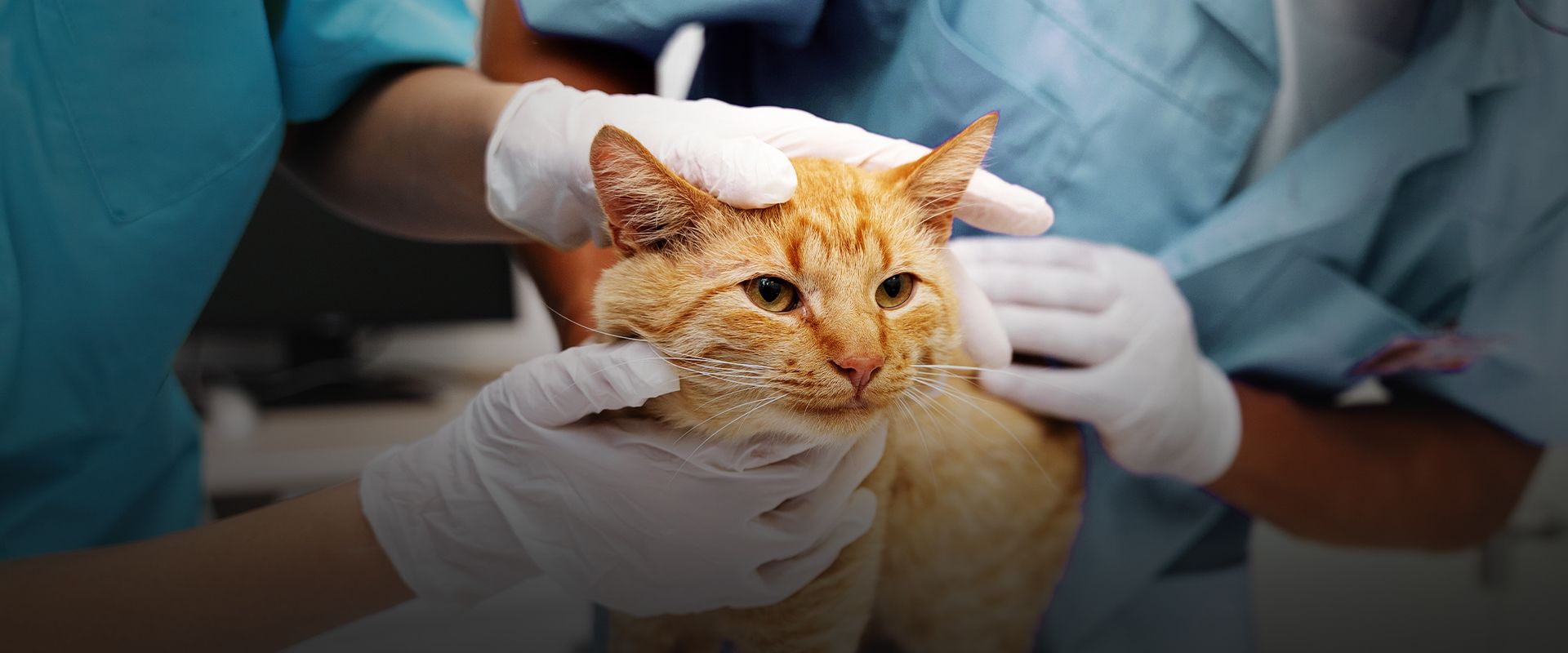 veterinarians checking an orange cat