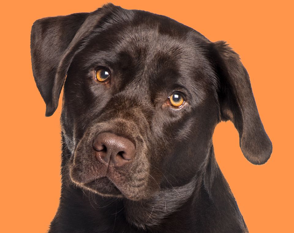 chocolate labrador dog on orange background