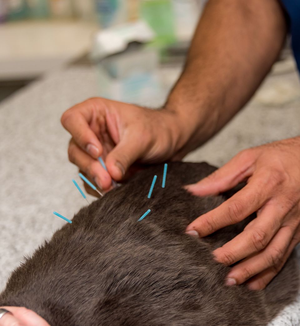 Doctor Konda performing acupuncture treatment in a cat