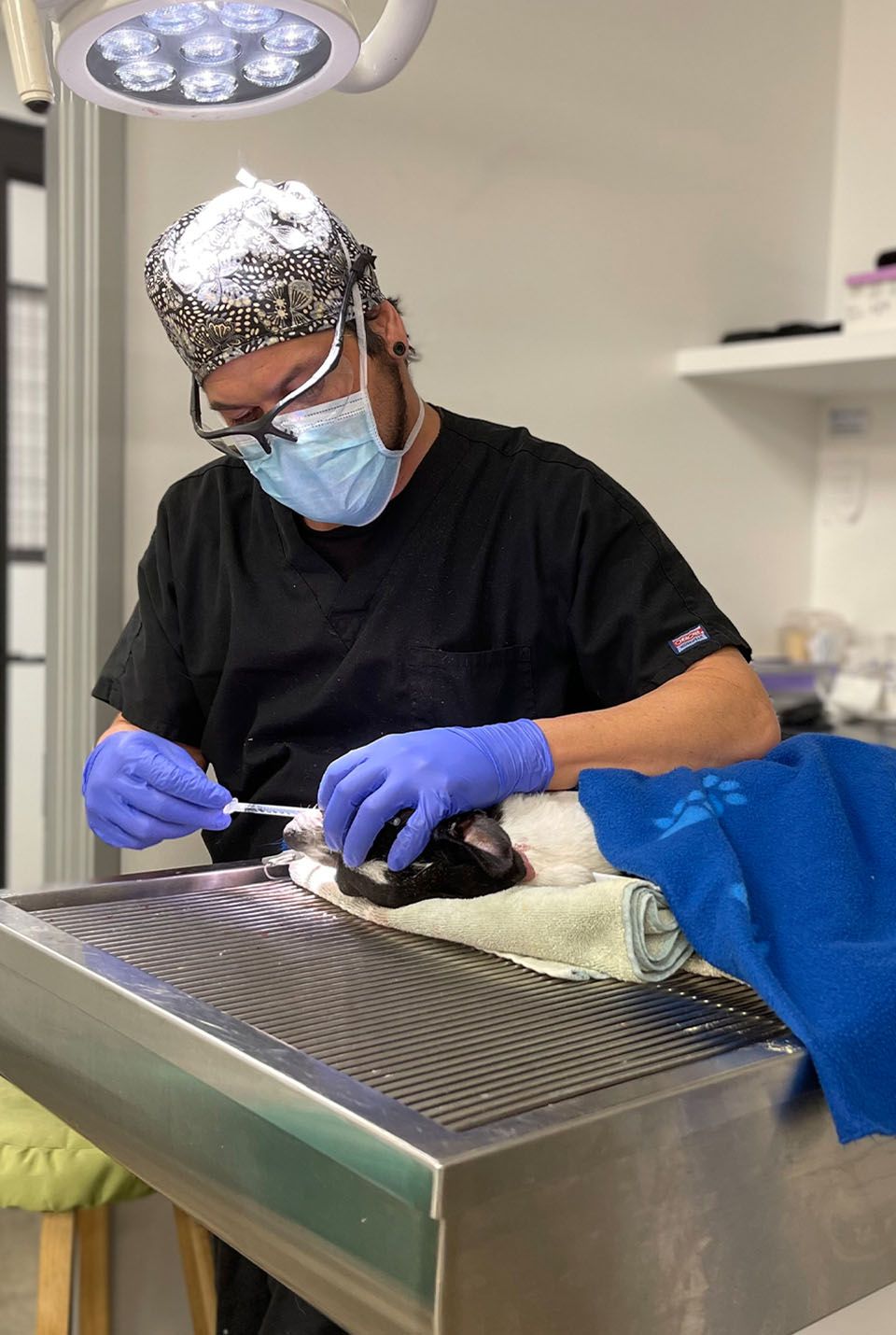 veterinarian performing a dental extraction on dog