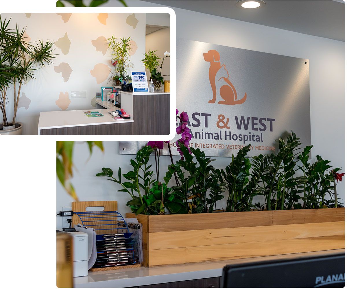 east and west animal hospital reception