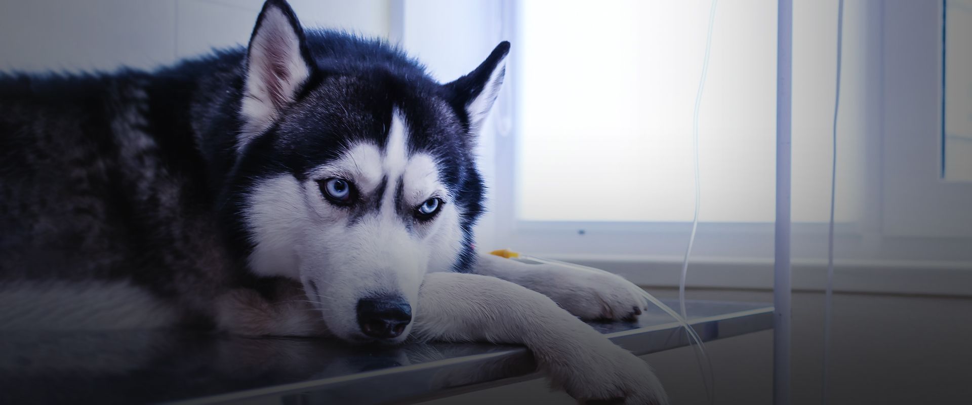 husky dog lying on a metal table