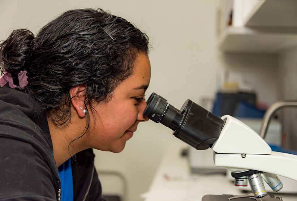 East & West Animal Hospital employee checking a sample with a microscope