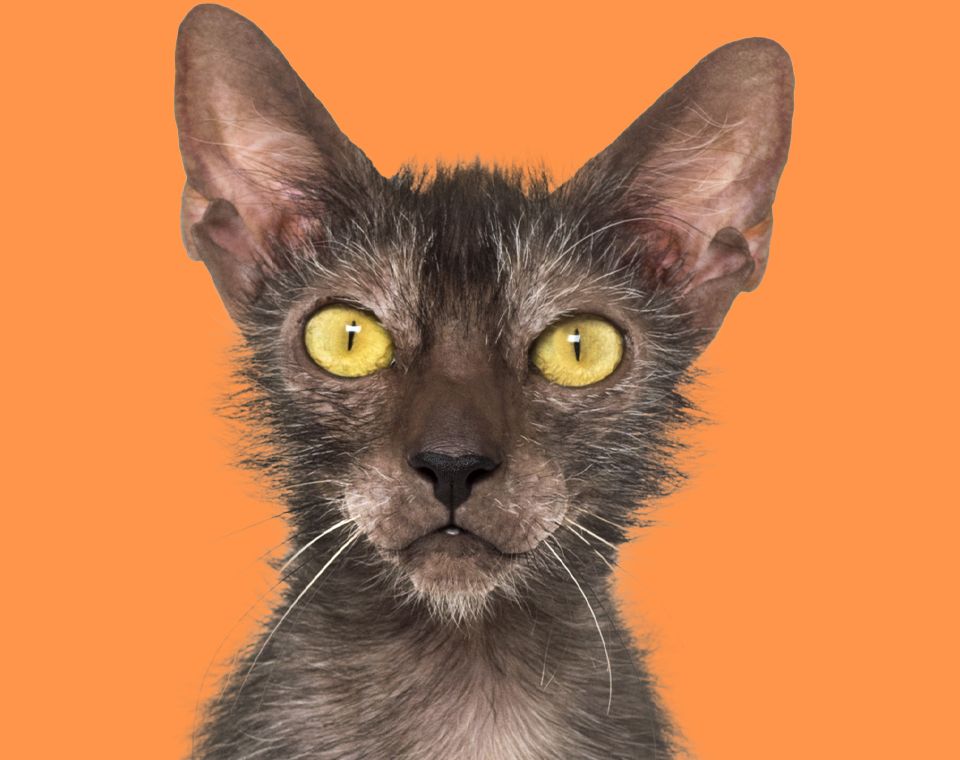 lykoi cat with orange background