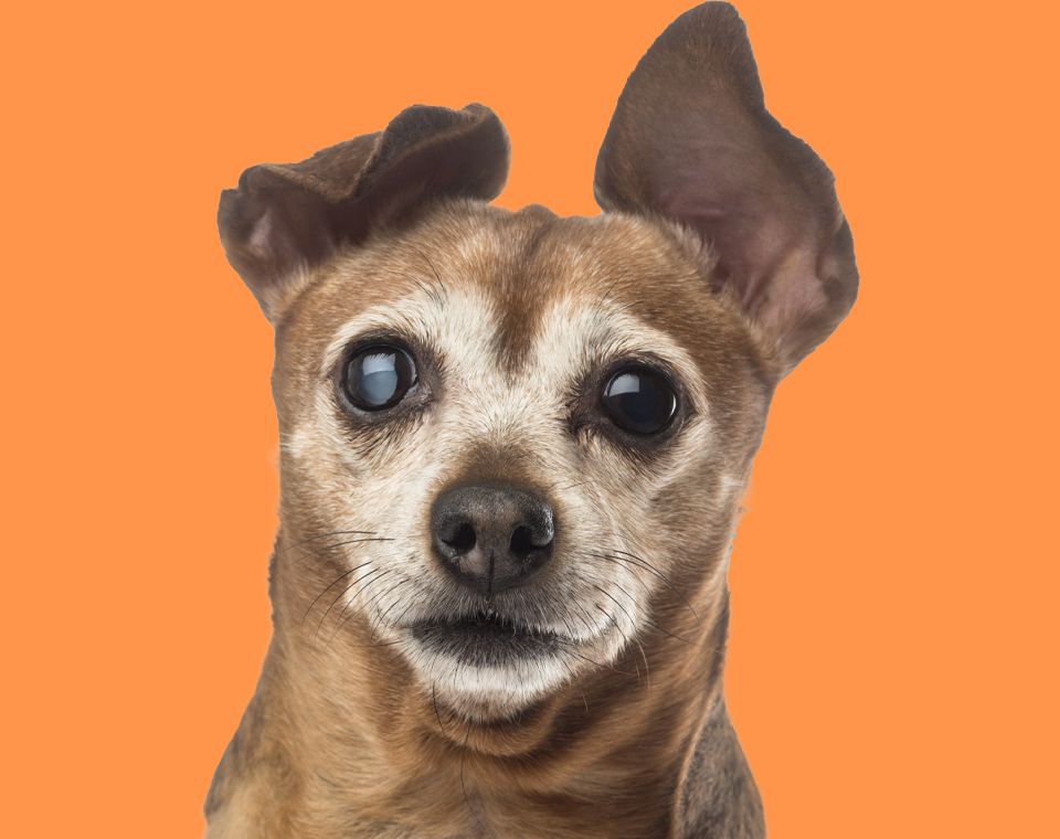 old brown chihuahua dog