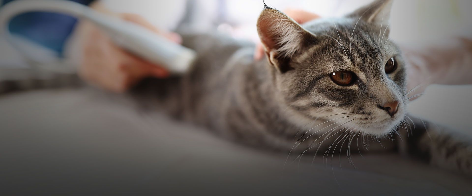 veterinarian makes ultrasound scan cat