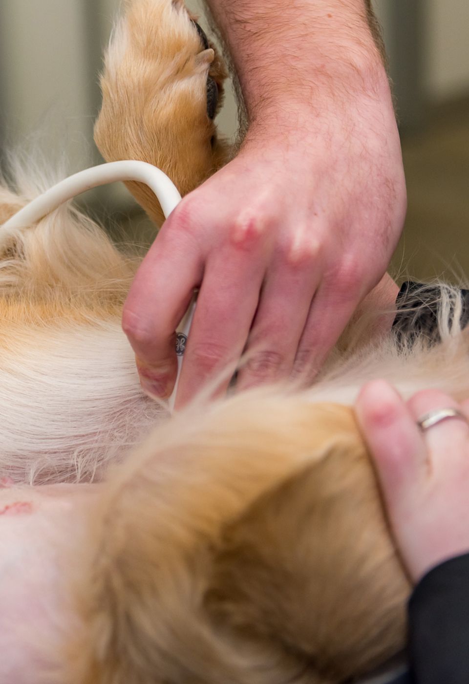 veterinarians doing an ultrasound on dog