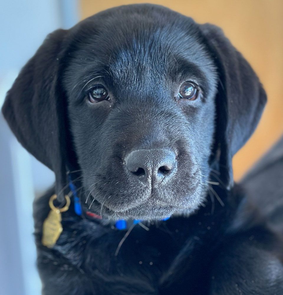 cute black puppy